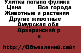 Улитки патина фулика › Цена ­ 10 - Все города Животные и растения » Другие животные   . Амурская обл.,Архаринский р-н